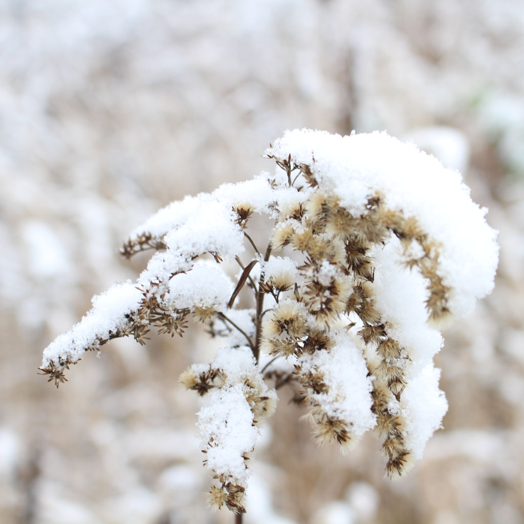  Winter walk (I)